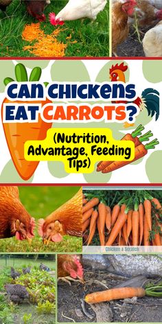 chickens eat carrots nutrition, advantage, feeding tips and more info on this page