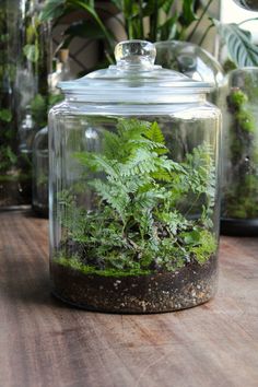 three glass jars filled with plants on top of a wooden table