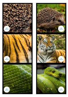 four different pictures with animals and plants in them