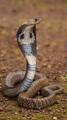 a snake with its mouth open on the ground