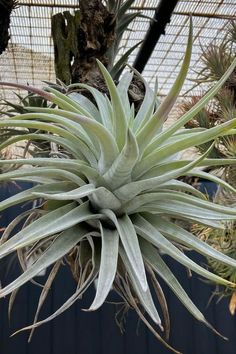 Expert Tips for Thriving Air Plants! Immerse yourself in the world of Tillandsia Harrisii care with our simplified guide. Discover essential insights, watering techniques, and more to ensure your air plants flourish. Let's cultivate vibrant Tillandsia Harrisii together! IG Photo by: mj.0512 Air Plants, Guatemala, Make It Simple, Let It Be