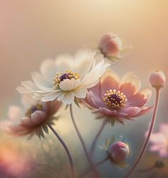 some pink and white flowers are in the sunlight