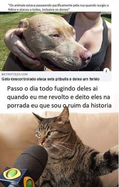 a dog and cat sitting next to each other with caption in spanish above them