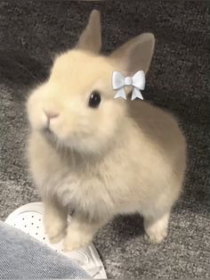 a small rabbit with a bow on it's head sitting next to a pair of shoes