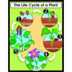 the life cycle of a plant