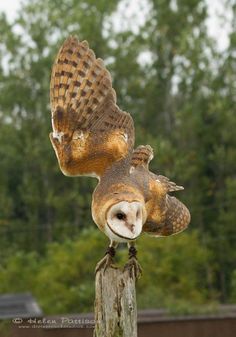 an owl perched on top of a wooden post