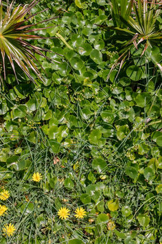 Bondi Beach, Sydney, Australia.  Photo by Kate Blohm Coastal Plants, Australia