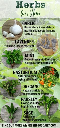 the health benefits of herbs and how they can help you grow them in your garden