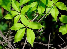 green leaves are growing on the branches of trees