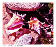 two seashells are on the ground next to rocks and other seaweed,