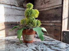 a potted plant sitting on top of a table