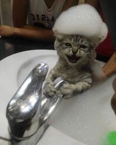 a cat sitting on top of a sink with a hair dryer in it's mouth