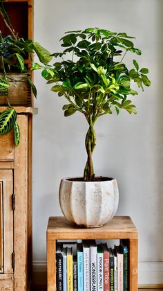 a potted plant sitting on top of a wooden table next to a bookshelf