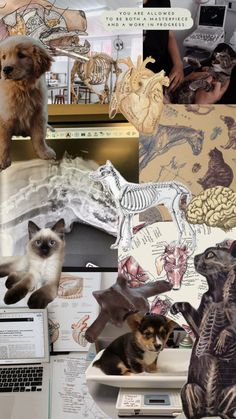 a collage of pictures with cats, dogs and other things on it's surface