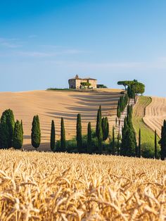 an image of a farm house in the middle of a wheat field with trees and bushes