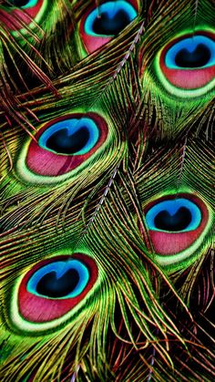 the feathers of a peacock are multicolored