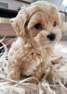 a small brown dog sitting on top of a fluffy white blanket next to a wooden table