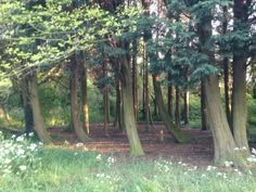 some very pretty trees in the woods