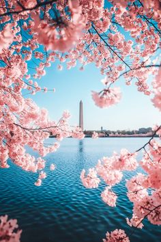 the washington monument is seen through cherry blossoms in this view from across the tidal river