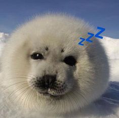 a baby seal is sitting in the snow