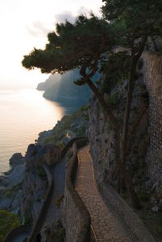 a stone path leading down to the ocean with trees on either side and water in the distance