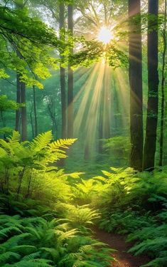 the sun shines through the trees and leaves in this green forest with ferns on the ground