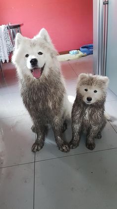 two dogs are standing next to each other on the floor in front of a mirror