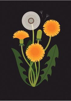 an illustration of dandelions with leaves on a black background