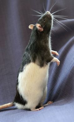 a black and white rat standing on its hind legs