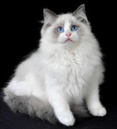 a white cat with blue eyes is sitting on a black background and looking at the camera