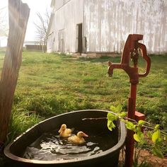 two ducks are swimming in an old tub outside on the grass near a fence and barn