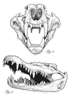 an animal's teeth and mouth are shown in this drawing