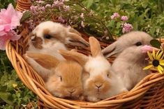 three rabbits in a basket with flowers