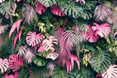 pink and green leaves are growing on the wall