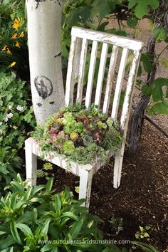 an old wooden bench with plants growing on it next to a tree in a garden