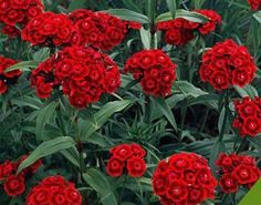 red flowers are blooming in the garden with green leaves around them and text overlay that reads, how to care for red carnations