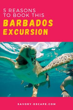 a turtle swimming in the ocean with text that reads 5 reasons to book this barbados excursion