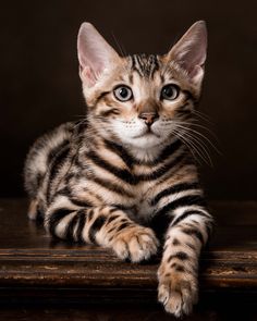 a small kitten sitting on top of a wooden table next to a black wall and looking at the camera