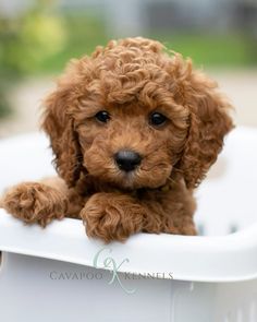 a small brown dog sitting in a white tub