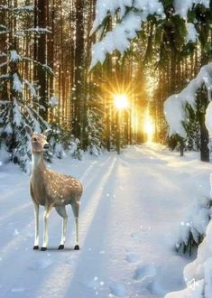 a deer standing in the middle of a snow covered forest with sun shining through trees