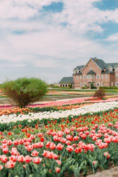 a field full of red and white tulips in front of a large house