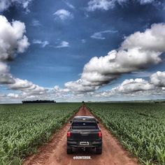 a truck is parked in the middle of a corn field with blue skies and white clouds