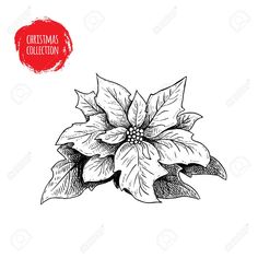 a christmas poinsettia flower on a white background