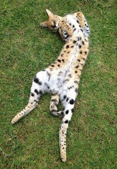 a cat laying on its back in the grass