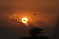 the sun is setting over some trees and clouds with a bird flying in front of it