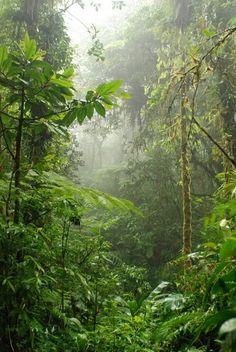 the jungle is full of green plants and trees with fog in the air above them