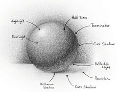 a drawing of an apple labeled in different parts of it's structure and features