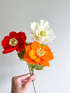 three different colored flowers being held up by a person's hand on a white background