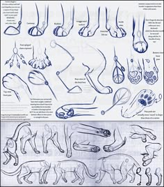 an illustrated diagram of different types of feet and paws, with instructions for how to draw them