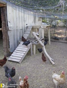 chickens are walking around in the yard near a wooden bench and chicken coop with netting over it